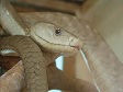 Snake Head in Kenya.jpg